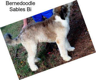 Bernedoodle Sables Bi