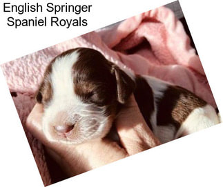 English Springer Spaniel Royals