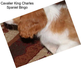 Cavalier King Charles Spaniel Bingo