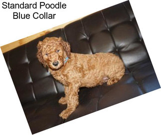 Standard Poodle Blue Collar