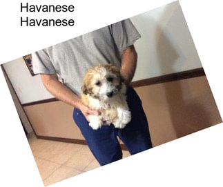 Havanese Havanese