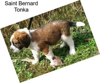 Saint Bernard Tonka