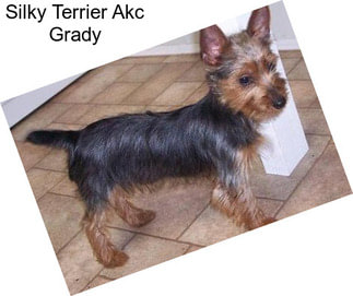 Silky Terrier Akc Grady