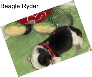 Beagle Ryder