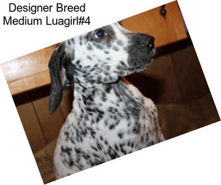 Designer Breed Medium Luagirl#4