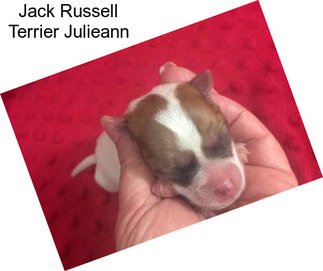 Jack Russell Terrier Julieann