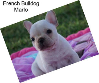 French Bulldog Marlo