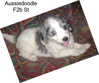 Aussiedoodle F2b St