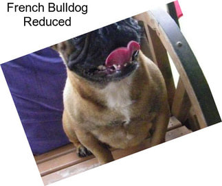 French Bulldog Reduced