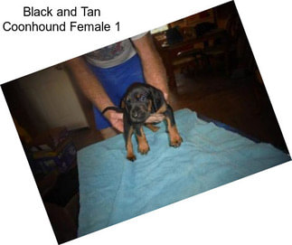 Black and Tan Coonhound Female 1