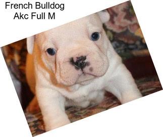 French Bulldog Akc Full M