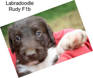 Labradoodle Rudy F1b