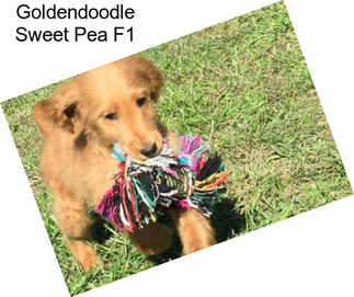 Goldendoodle Sweet Pea F1