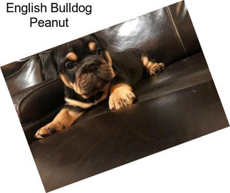 English Bulldog Peanut
