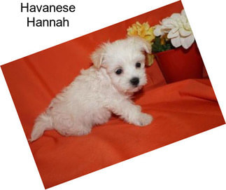 Havanese Hannah