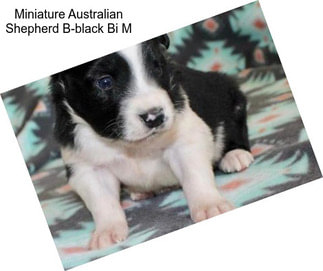 Miniature Australian Shepherd B-black Bi M
