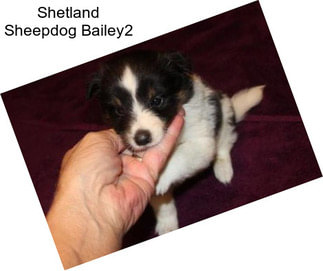 Shetland Sheepdog Bailey2