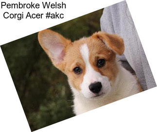 Pembroke Welsh Corgi Acer #akc