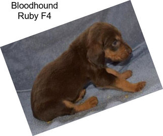 Bloodhound Ruby F4