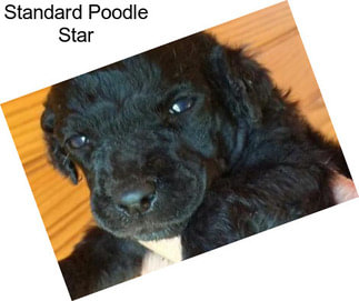 Standard Poodle Star