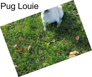 Pug Louie