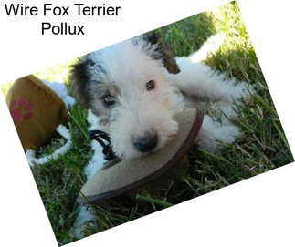 Wire Fox Terrier Pollux