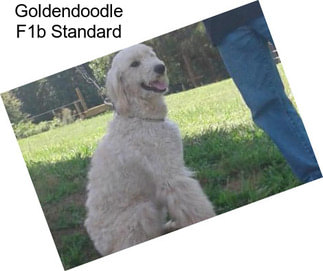 Goldendoodle F1b Standard