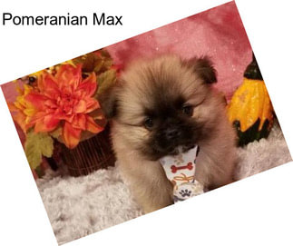 Pomeranian Max