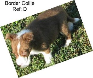 Border Collie Ref: D