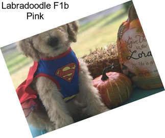 Labradoodle F1b Pink