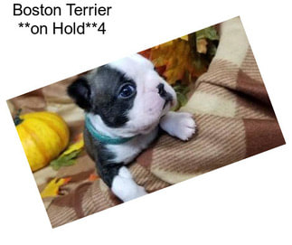 Boston Terrier **on Hold**4