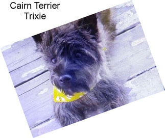 Cairn Terrier Trixie