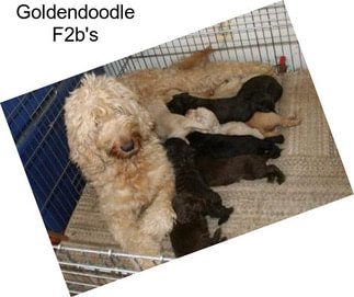 Goldendoodle F2b\'s