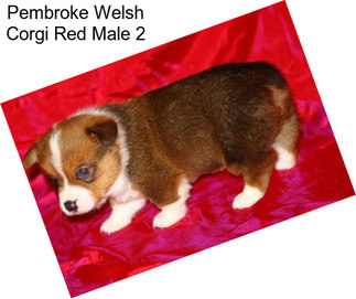 Pembroke Welsh Corgi Red Male 2