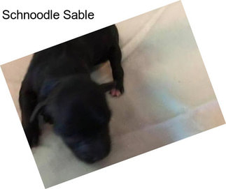 Schnoodle Sable