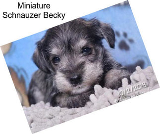 Miniature Schnauzer Becky