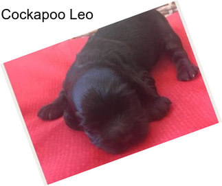 Cockapoo Leo