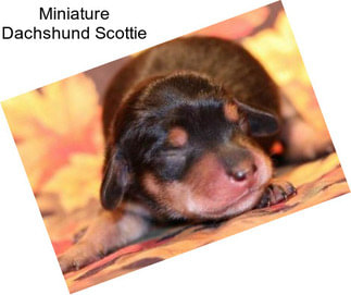 Miniature Dachshund Scottie