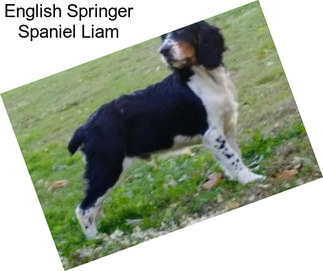 English Springer Spaniel Liam