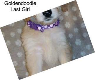 Goldendoodle Last Girl