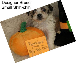 Designer Breed Small Shih-chih