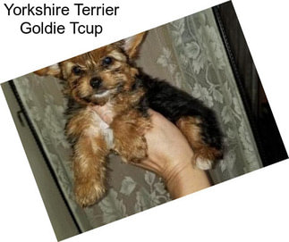 Yorkshire Terrier Goldie Tcup