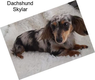 Dachshund Skylar