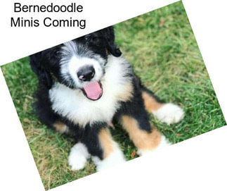 Bernedoodle Minis Coming