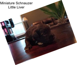 Miniature Schnauzer Little Liver