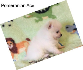 Pomeranian Ace
