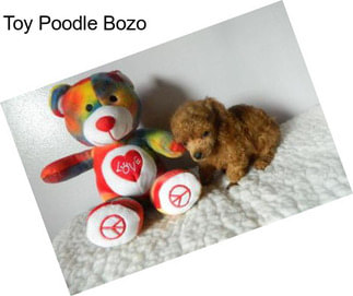 Toy Poodle Bozo