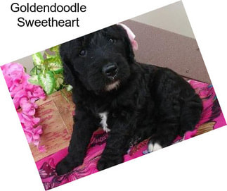 Goldendoodle Sweetheart
