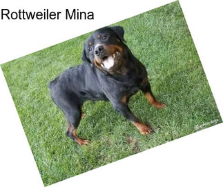 Rottweiler Mina