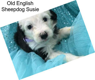 Old English Sheepdog Susie